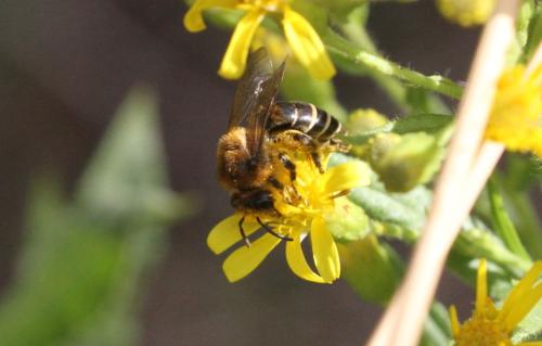 Colletes collaris